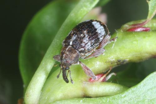 Réf. 280 182 : Anthonomus pedicularius